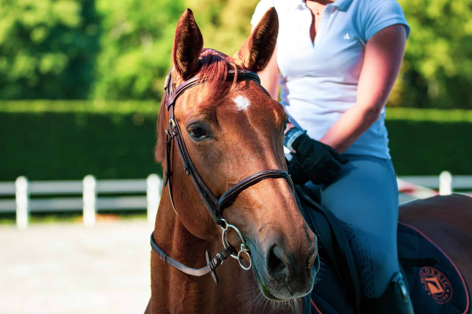 Breeding horses – everything you need to know