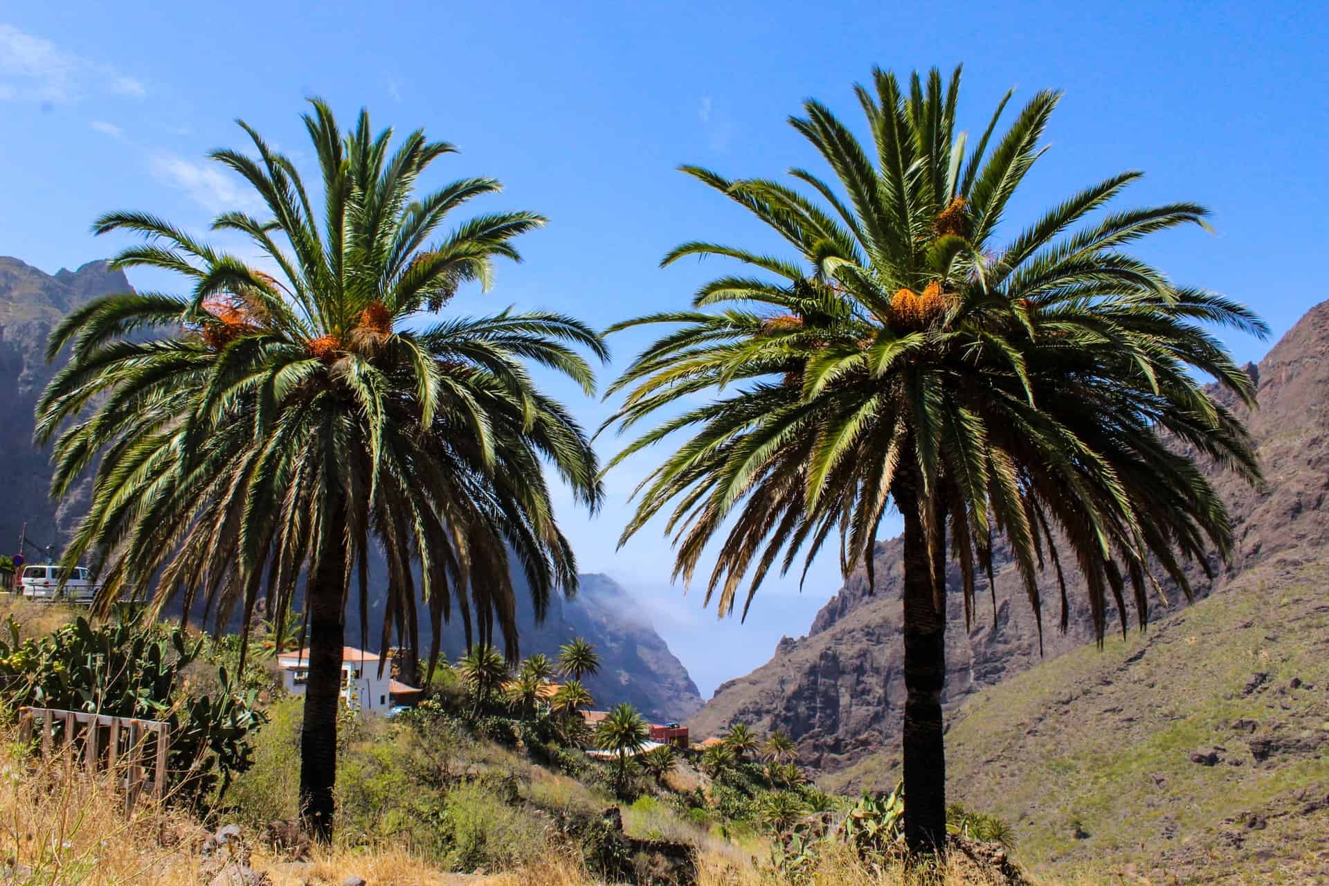 Planning a vacation? Discover the beauty of the Canary Islands