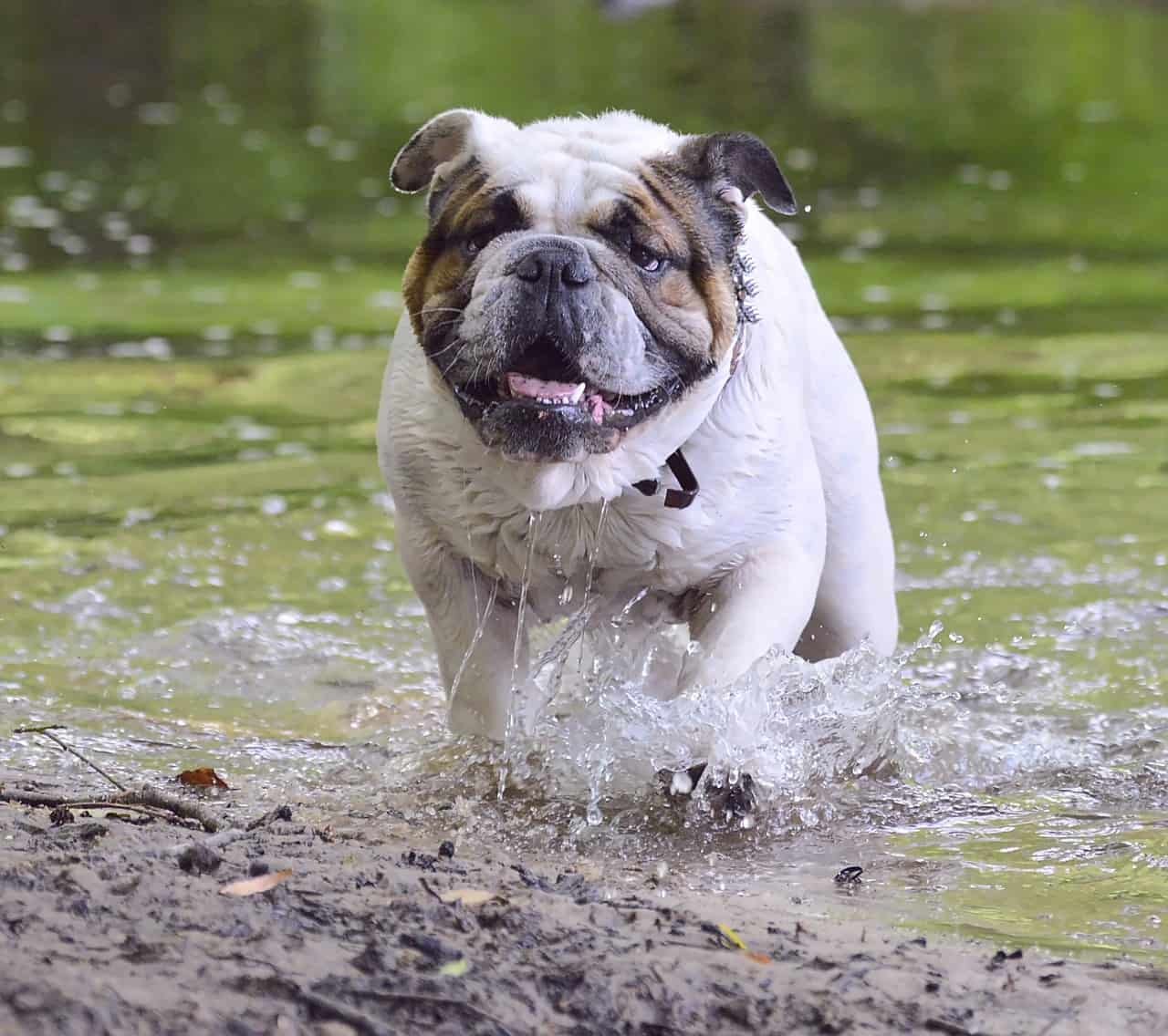 Get to Know English Bulldog Breeders Before You Adopt