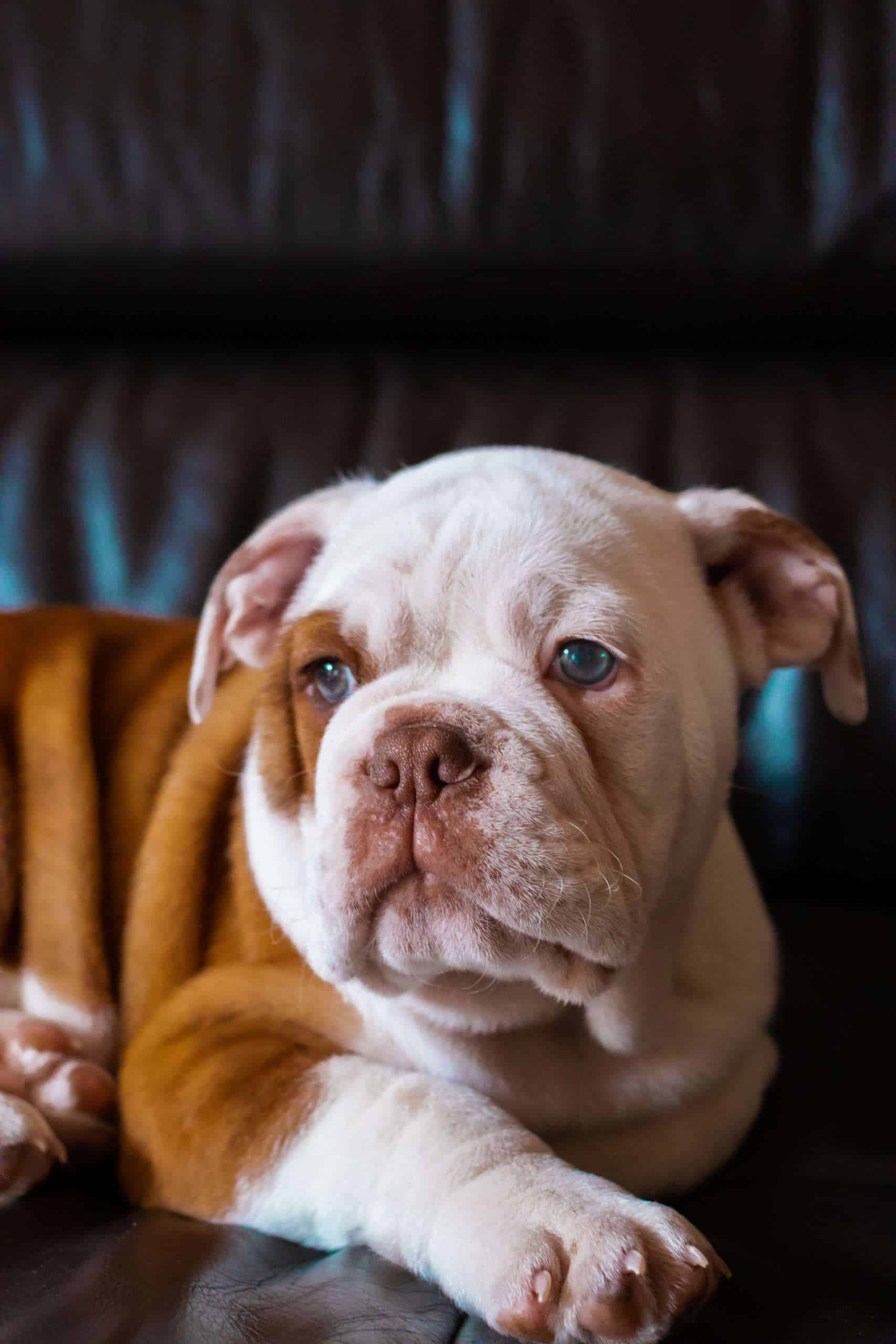 How to care for an English Bulldog?